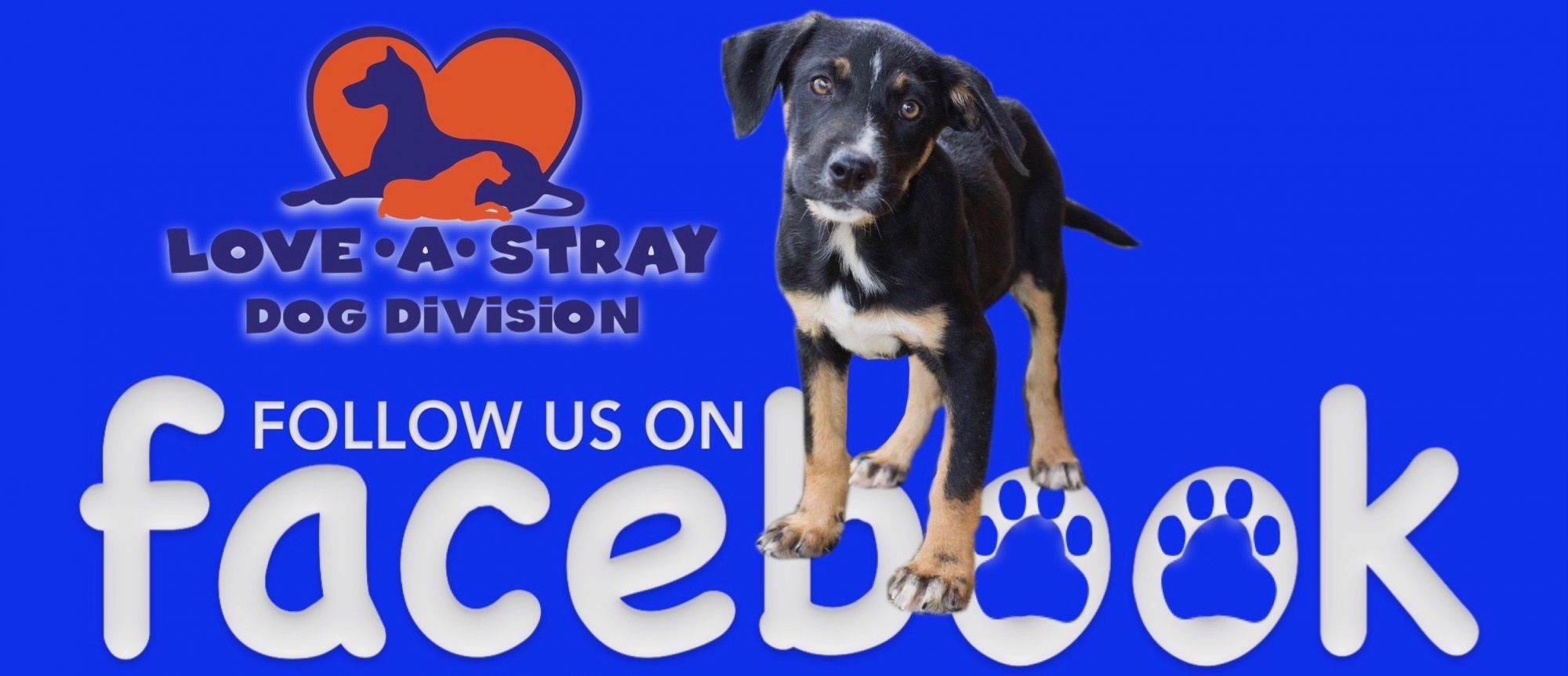 FACEBOOK DOG